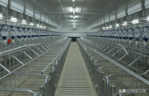 打出組合拳，酒泉市多措并舉促生豬穩(wěn)產(chǎn)保供，助力畜牧漁業(yè)飼料銷售穩(wěn)健發(fā)展